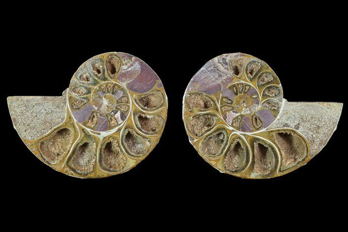 Cut & Polished, Agatized Ammonite Fossil - Jurassic #100518